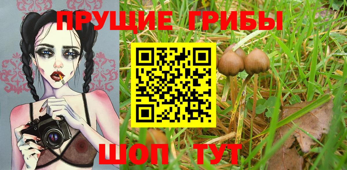 Черногорск  Псилоцибиновые грибы MAGIC MUSHROOMS  Вход с VPN 